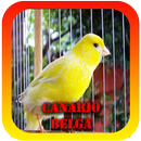 Femea canto de Canario Belga-APK