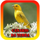 Femea canto de Canario da terra-APK