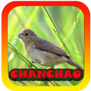 Femea canto de Chanchao APK