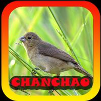 Femea canto de Chanchao plakat