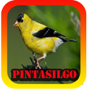 Femea canto de Pintasilgo APK