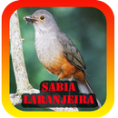Femea canto de sabia laranjeira-APK