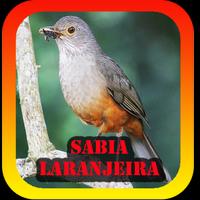 Femea canto de sabia laranjeira পোস্টার