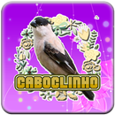 Femea de Caboclinho-APK
