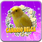 Femea de Canario Belga आइकन