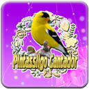 Pintassilgo Cantandor APK