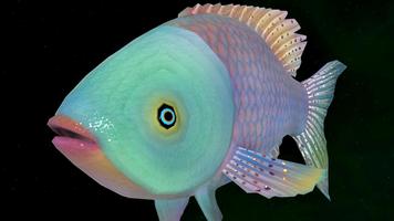 Fish 3D โปสเตอร์