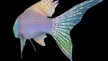 Fish 3D imagem de tela 1
