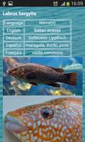 Poster Sea fish of the North Atlantic