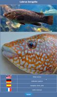 3 Schermata Sea fish of the North Atlantic
