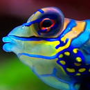 fish swimming live wallpaper APK