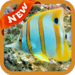 Fish Wallpaper