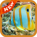 Fish Wallpaper APK