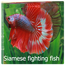 Siamese Fighting Wallpaper APK