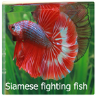 Siamese Fighting Wallpaper icon