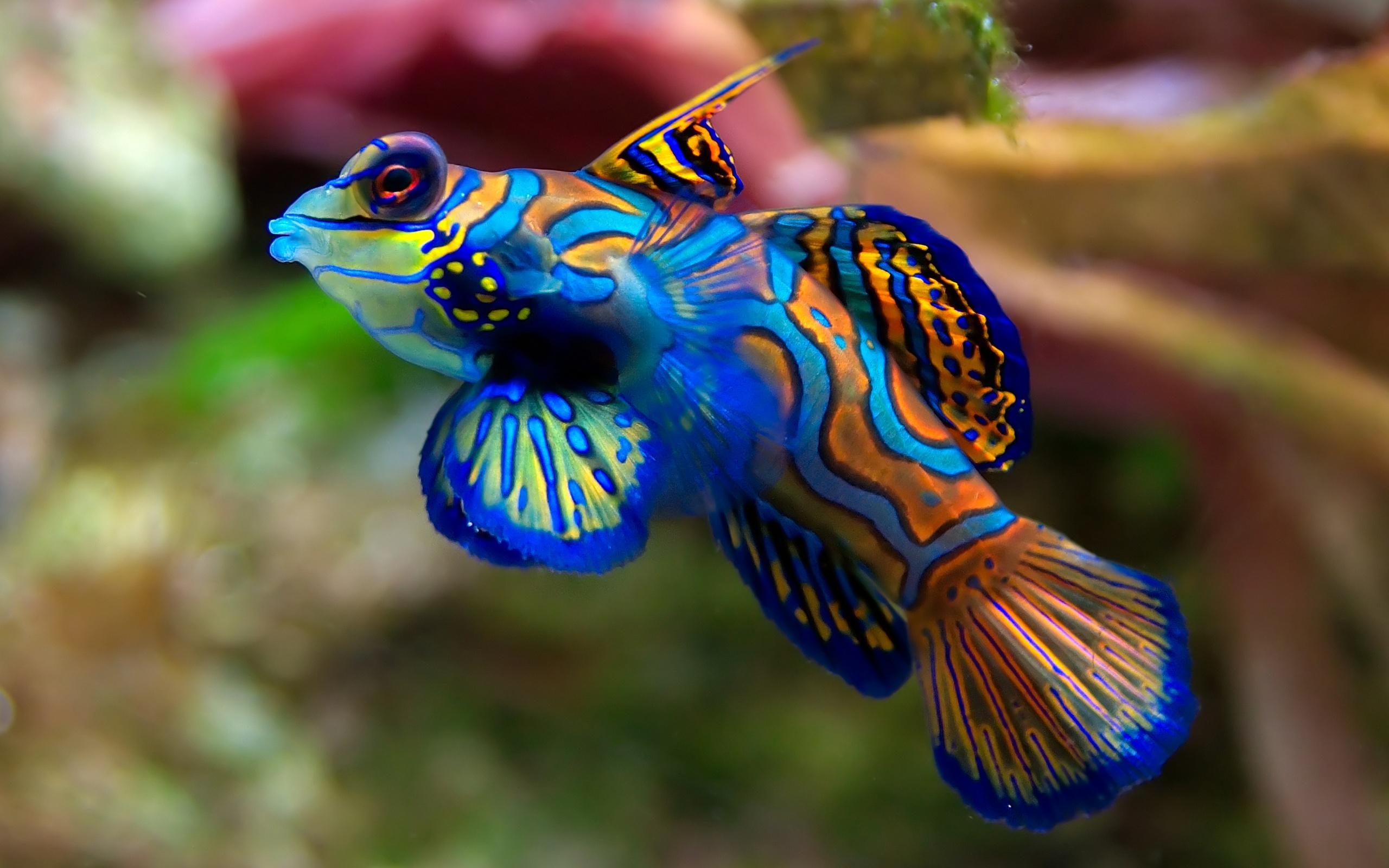 Android용 Fish Wallpaper - APK 다운로드