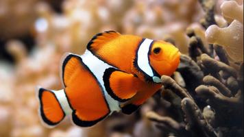 fish wallpaper hd اسکرین شاٹ 1