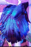 Betta fish live wallpapers 포스터