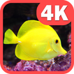 Fish Wallpapers HD - 4K