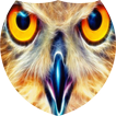 Sparkling owl live wallpaper