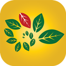Pega-Pega Sacy APK