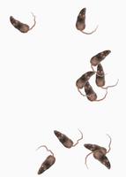 Mice Attack скриншот 3