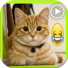 Icona فيديوهات قطط مضحكة