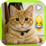 فيديوهات قطط مضحكة icône