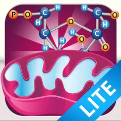 Скачать Biology Cellular Respiration APK