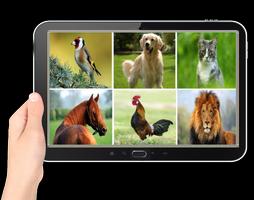 animal sounds পোস্টার