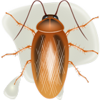Killer cockroaches icon