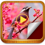 Photo Movie Maker icon