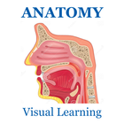 Anatomy Skeletal System icon