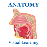 Anatomy Skeletal System icon