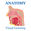 Anatomy Muscles System Flashcard 2018