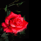 Floating Red Rose LWP icon