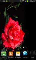 Floating Red Rose LWP poster