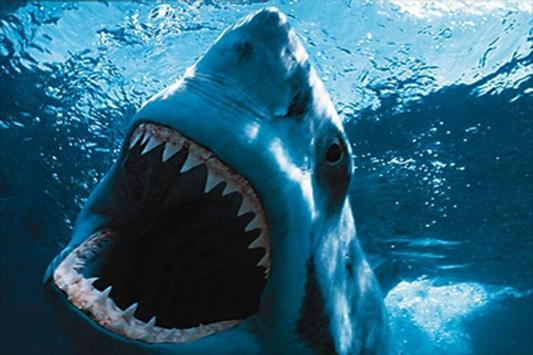 Best Shark Wallpapers For Android Apk Download If you're in search of the best sharks wallpapers, you've come to the right place. best shark wallpapers for android apk