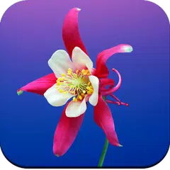 Flowers Wallpaper 4K APK download