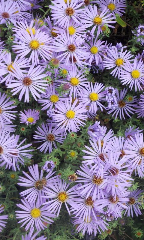 Download 7000 Wallpaper Biru Aster HD Gratis Download 7000 Wallpaper Biru Aster HD Gratis