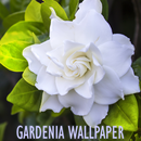 Gardenia Flower Wallpaper APK