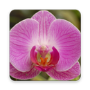 Flower Orchid Wallpaper APK