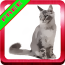 Cats Sweet Sounds APK