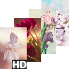 Flower New HD Wallpaper|4K Background icon