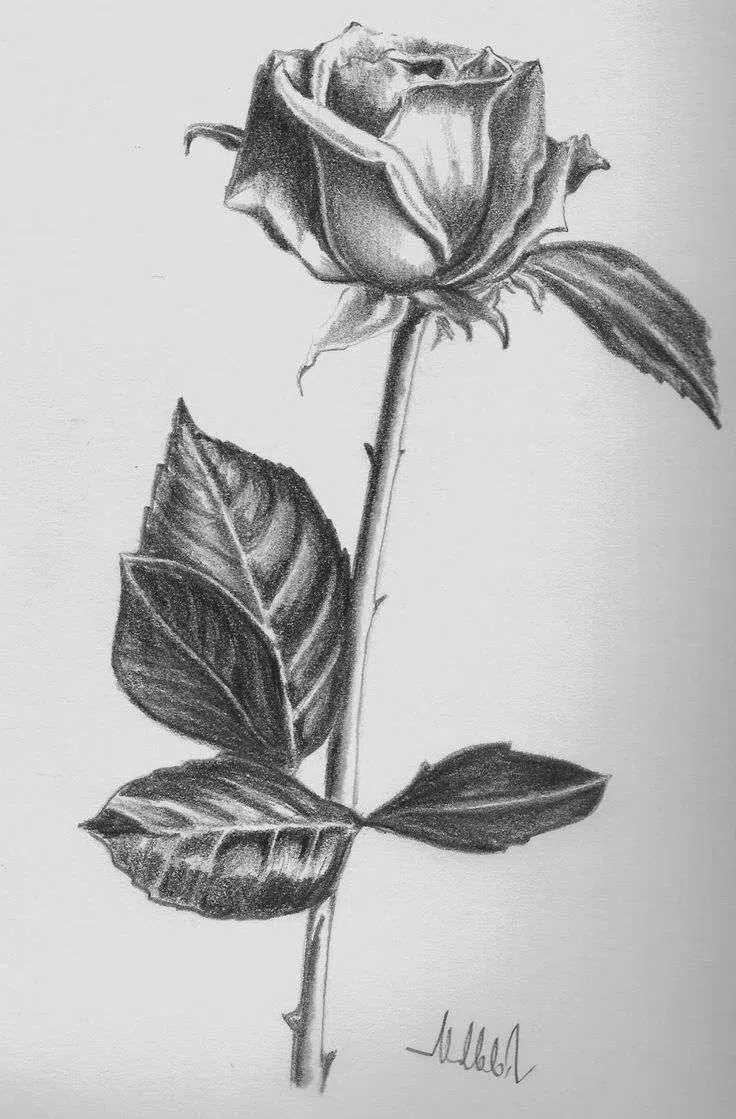 Descarga de APK de Dibujo de flor con lápiz para Android Descarga de APK de Dibujo de flor con lápiz para Android