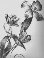 Flower Drawing With Pencil screenshot 3