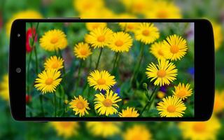 Flowers Wallpaper اسکرین شاٹ 3