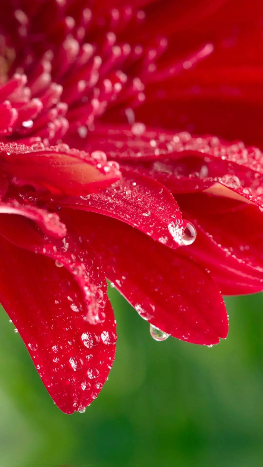Flower Wallpaper HD APK voor Android Download Flower Wallpaper HD APK voor Android Download
