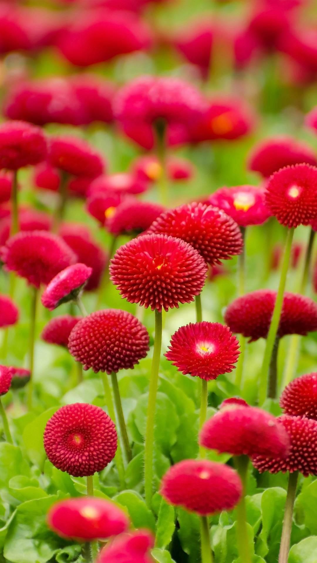  Flower  Wallpaper  HD  for Android  APK Download 