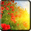 ”Flowers Wallpapers for Chat
